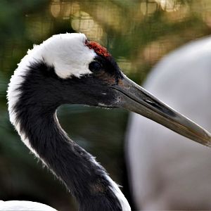 Manchurian Crane (Grus japonensis)