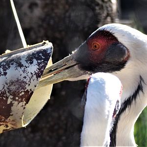 White-naped Crane (Antigone vipio)
