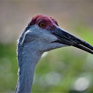 Sandhill Crane (Grus canadensis)