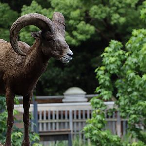 Rocky Mountain Bighorn Sheep (Ovis canadensis canadensis)