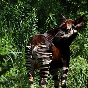 Okapi (Okapia johnstoni)
