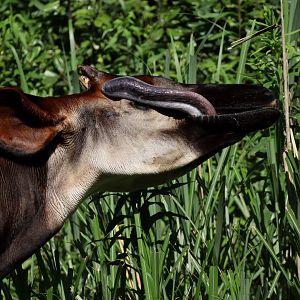 Okapi (Okapia johnstoni)