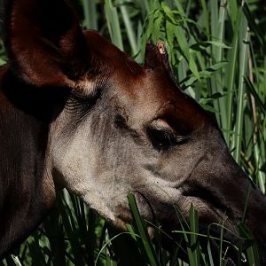 Okapi (Okapia johnstoni)