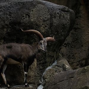 Chinese bharal (Pseudois nayaur szechuanensis)