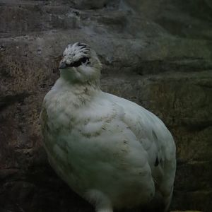 Svalbard rock ptarmigan (Lagopus muta hyperborea)