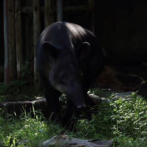 Baird's tapir (Tapirus bairdii)