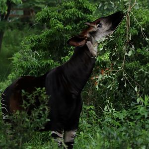 Okapi (Okapia johnstoni)