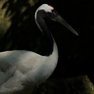 Red-crowned crane (Grus japonensis)