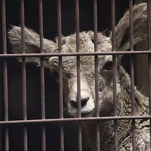 Rocky Mountain Bighorn Sheep (Ovis canadensis canadensis)