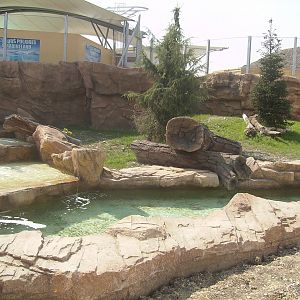 Polar bears exhibit - 2010