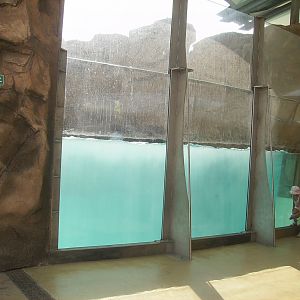 Polar bears exhibit - 2010