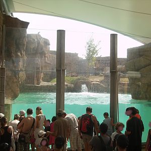 Polar bears exhibit - 2010
