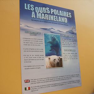 Polar bear exhibit - 2010