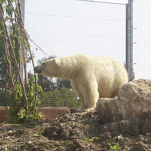 Polar bear - 2010