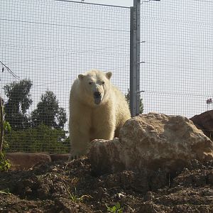 Polar bear - 2010