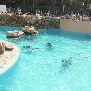 Californian sea lions exhibit - 2010