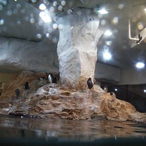 King Penguin and Southern rockhopper Penguin exhibit - 2010