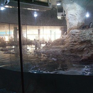 King Penguin and Southern rockhopper Penguin exhibit - 2010