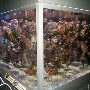 Aquarium - 2010