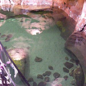 Loggerhead sea turtle pool - 2010