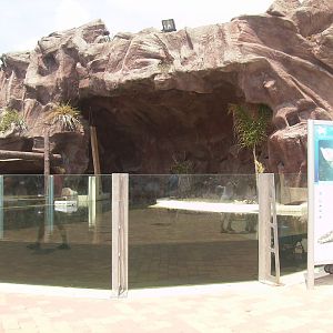 Loggerhead sea turtle outdoor - 2010