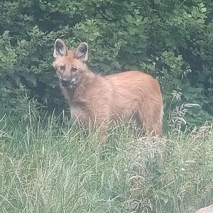 Maned Wolf 25/6/23
