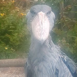 Shoebill 25/6/23