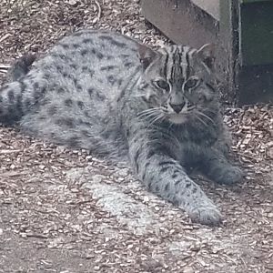 Fishing Cat 27/6/23