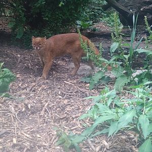 Jaguarundi 27/6/23