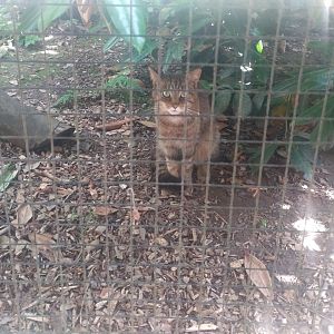 Scottish Wildcat 25/6/23