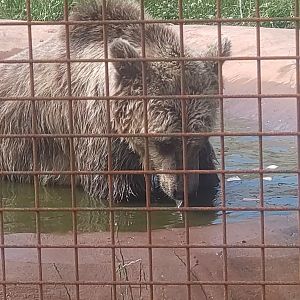 European Brown Bear 25/6/23