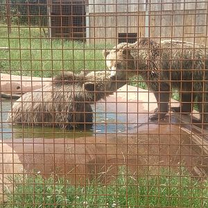 European Brown Bears 25/6/23