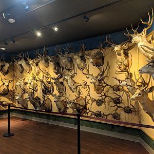 Mounted heads of Odocoileus sp.