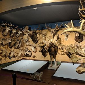 Hall of Horns Display