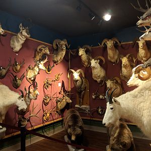 Hall of Horns Display