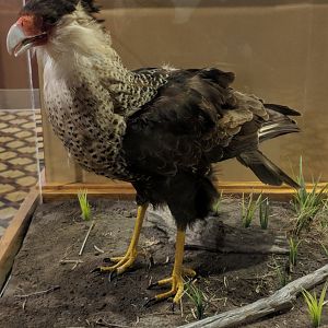 Crested caracara (Caracara plancus)