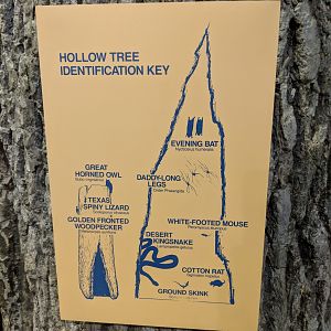Hollow Tree Identification Key