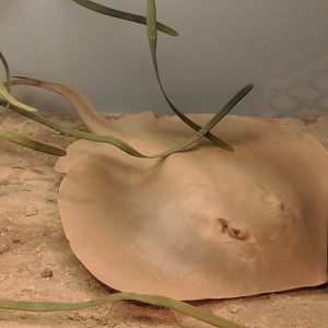Atlantic stingray (Dasyatis sabina)