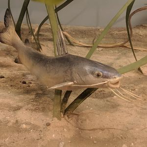 Hardhead Catfish (Arius felis)