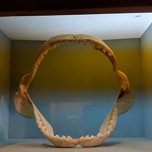 Tiger shark (Galeocerdo cuvier)