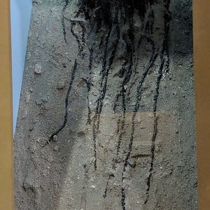 Portuguese man o' war (Physalia physalis)