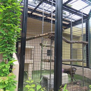 Mandrill cage