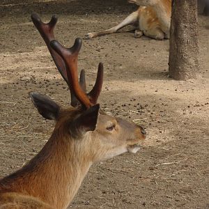 Hokkaido deer