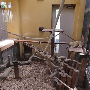 Coati indoor exhibit