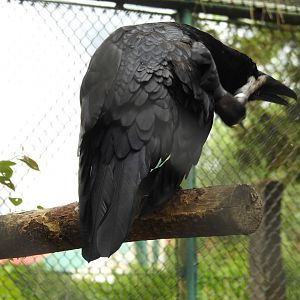 Raven preening itself