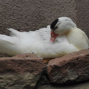 Domesticated duck variety?