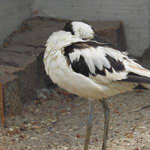 Pied Avocet