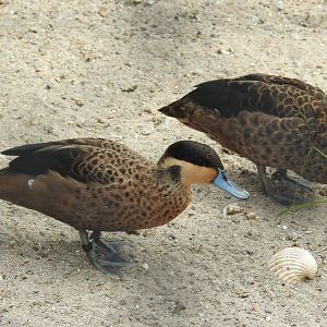 Ducks (East Asian?) of some sort.