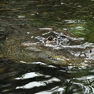 American Alligator (Alligator mississippiensis)