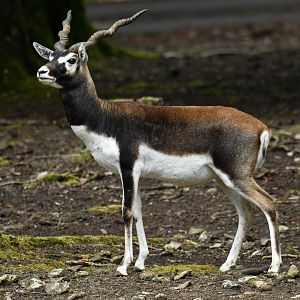 Blackbuck (Antilope cervicapra)